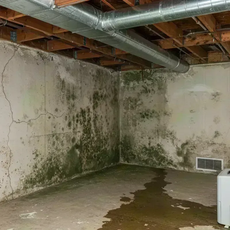 Professional Mold Removal in Lindley, NY